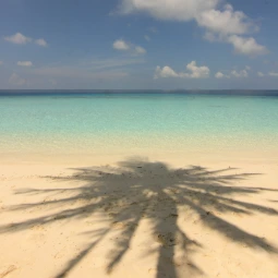 Reflection of a Palm Tree on the Fihalhohi Island in Maldives